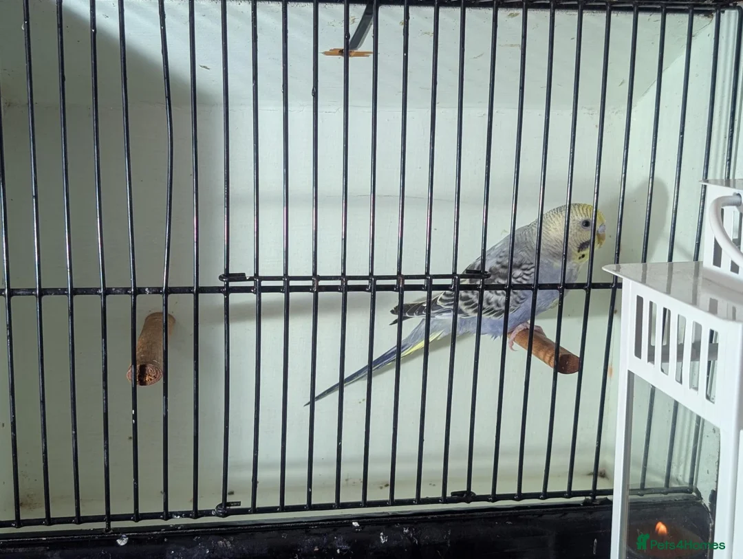 Budgerigars birds for sale: Male Budgie with Cage - Advert 1