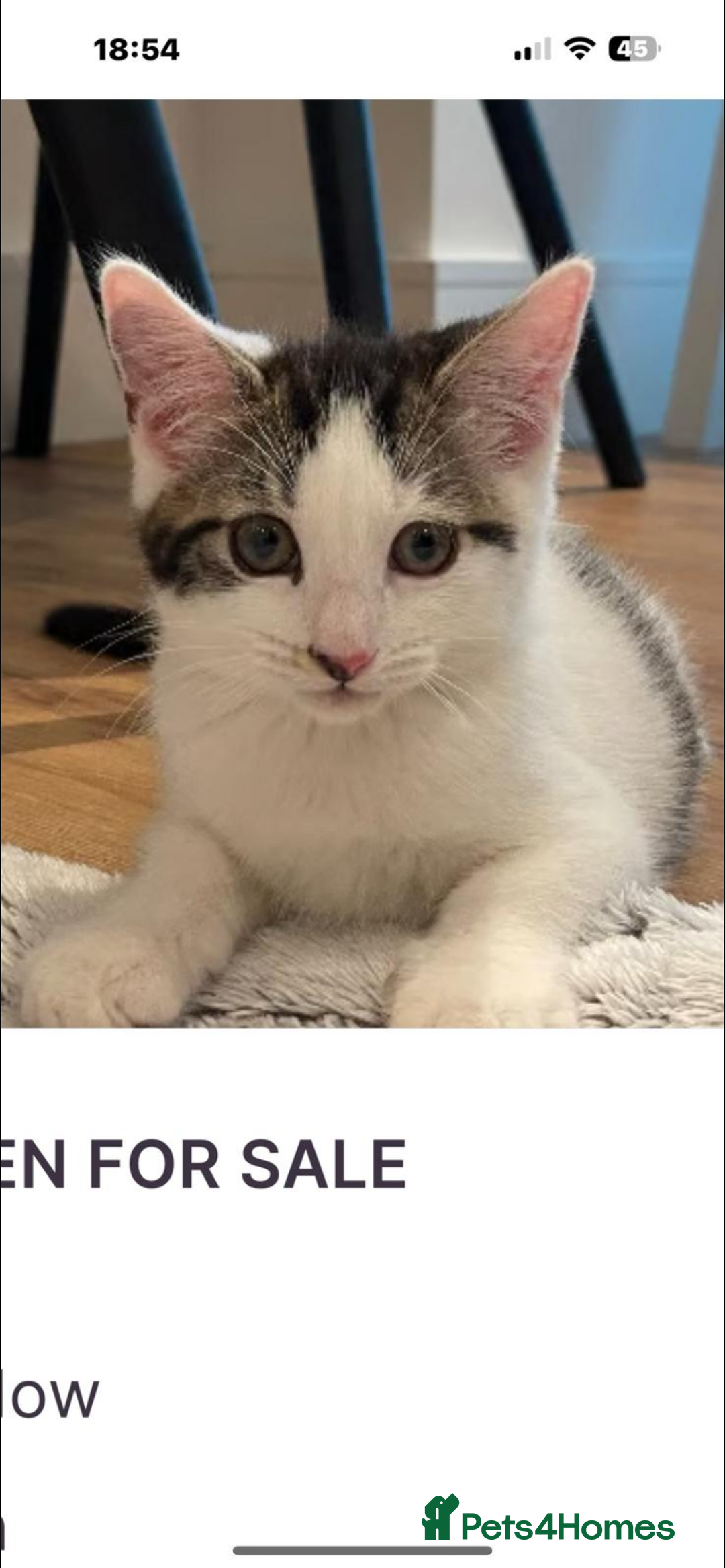 Mixed Breed cats for sale: Beautiful cat half breed (female) - Advert 8