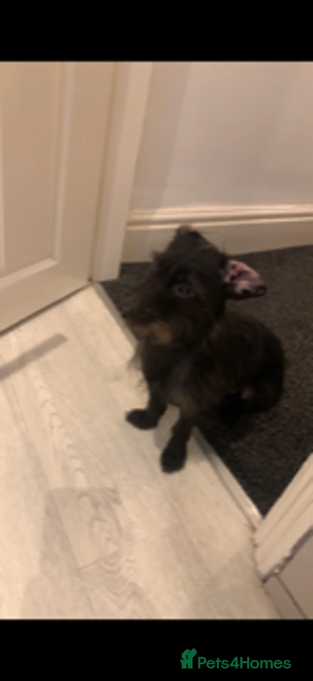 Dachshund dogs for sale: Wire Haired Dachshund - Dougie/Douglas - Advert 5