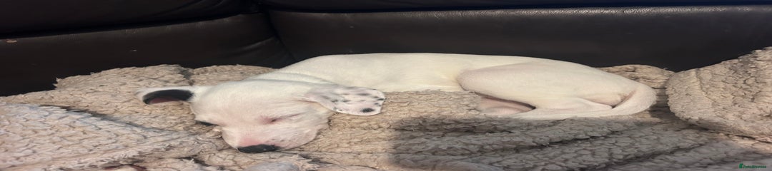Mixed Breed Puppy 5