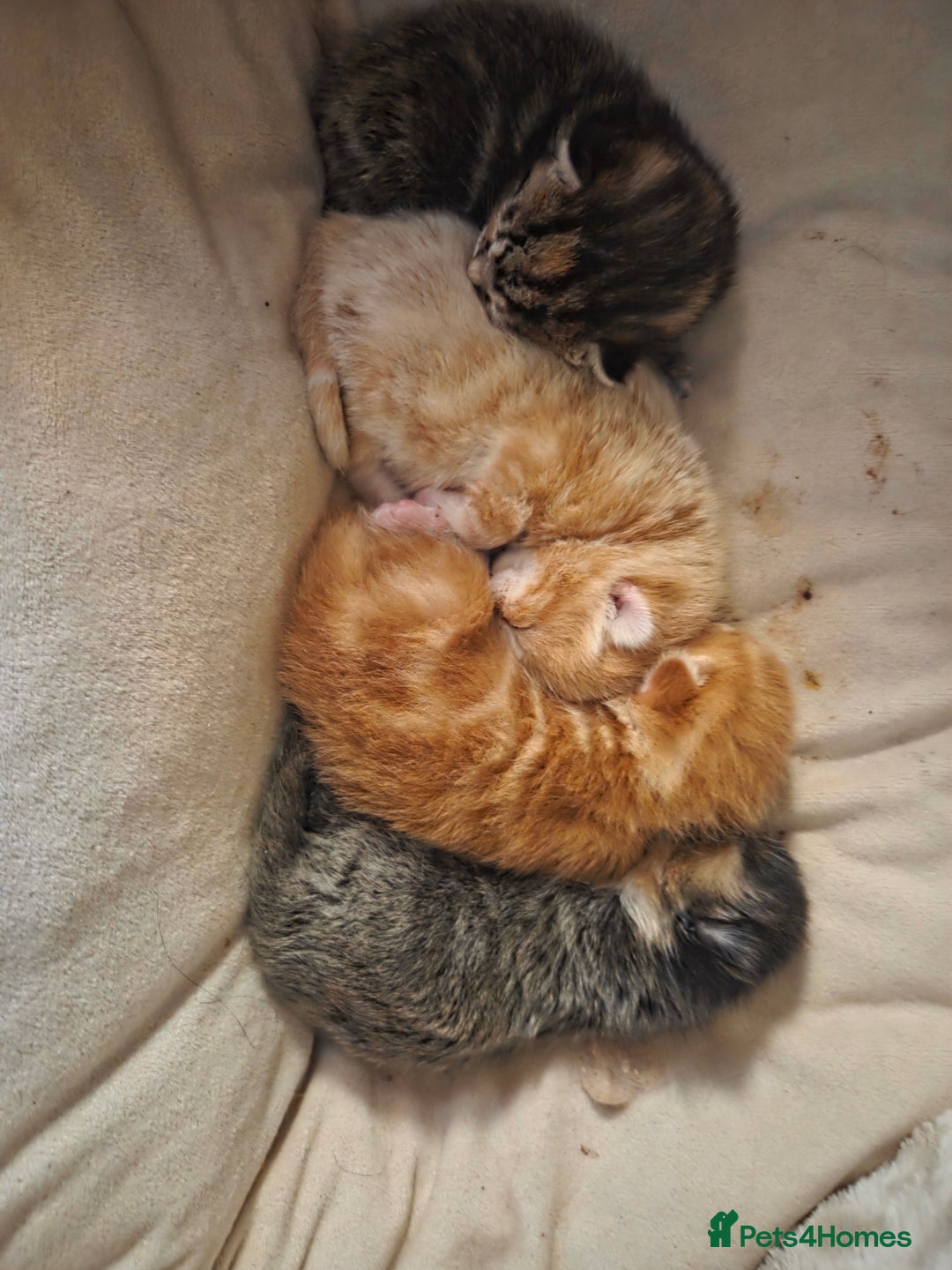 Mixed Breed cats for sale: Female tabby kittens - Advert 6