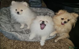 Pomeranian dogs for sale: KC registered Adorable White Pomeranians boy, girl - Image 4
