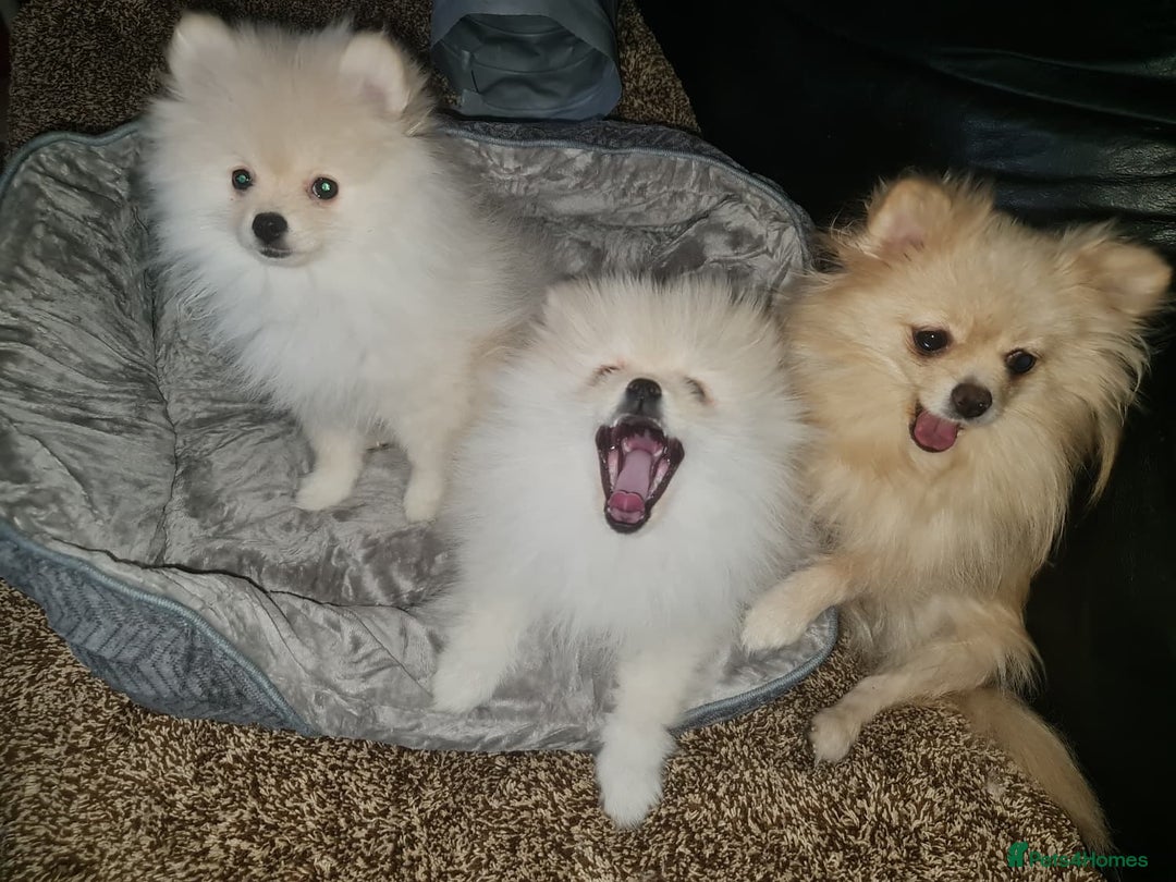 Pomeranian dogs for sale: KC registered Adorable White Pomeranians boy, girl - Image 4