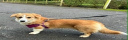 Welsh Corgi Pembroke dogs for sale: Stunning six month Corgi bitch puppy - Advert 1