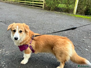 Welsh Corgi Pembroke dogs Stunning six month Corgi bitch puppy - Advert 3