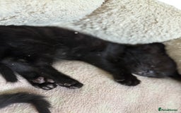 Mixed Breed cats for sale: black beautiful kittens  - Image 5