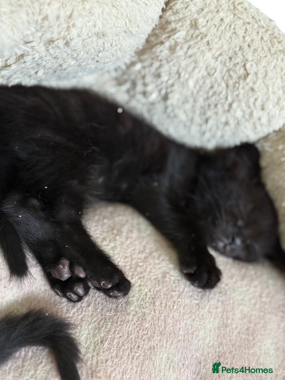 Mixed Breed cats for sale: black beautiful kittens  - Image 5