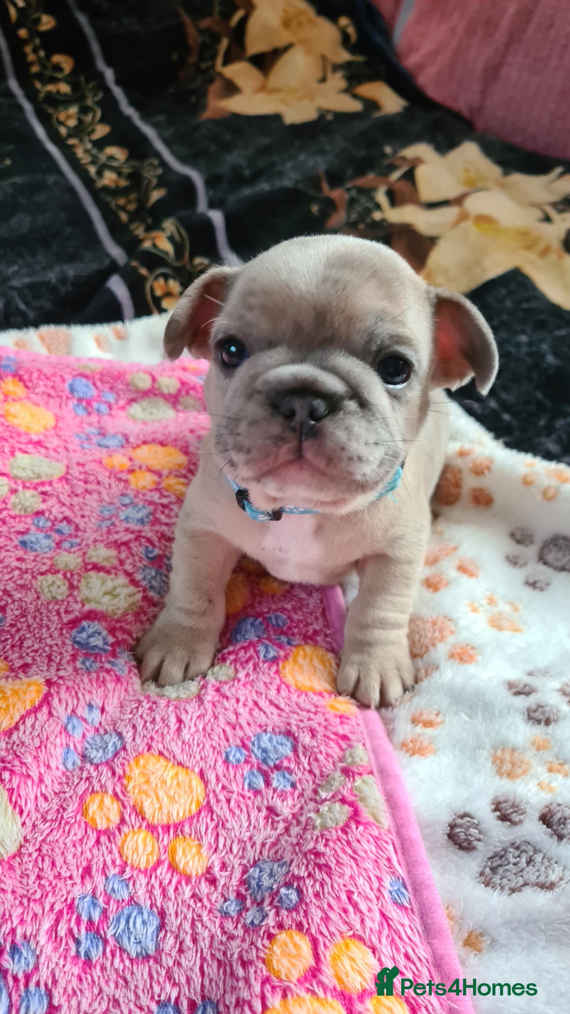 French Bulldog Puppy 1