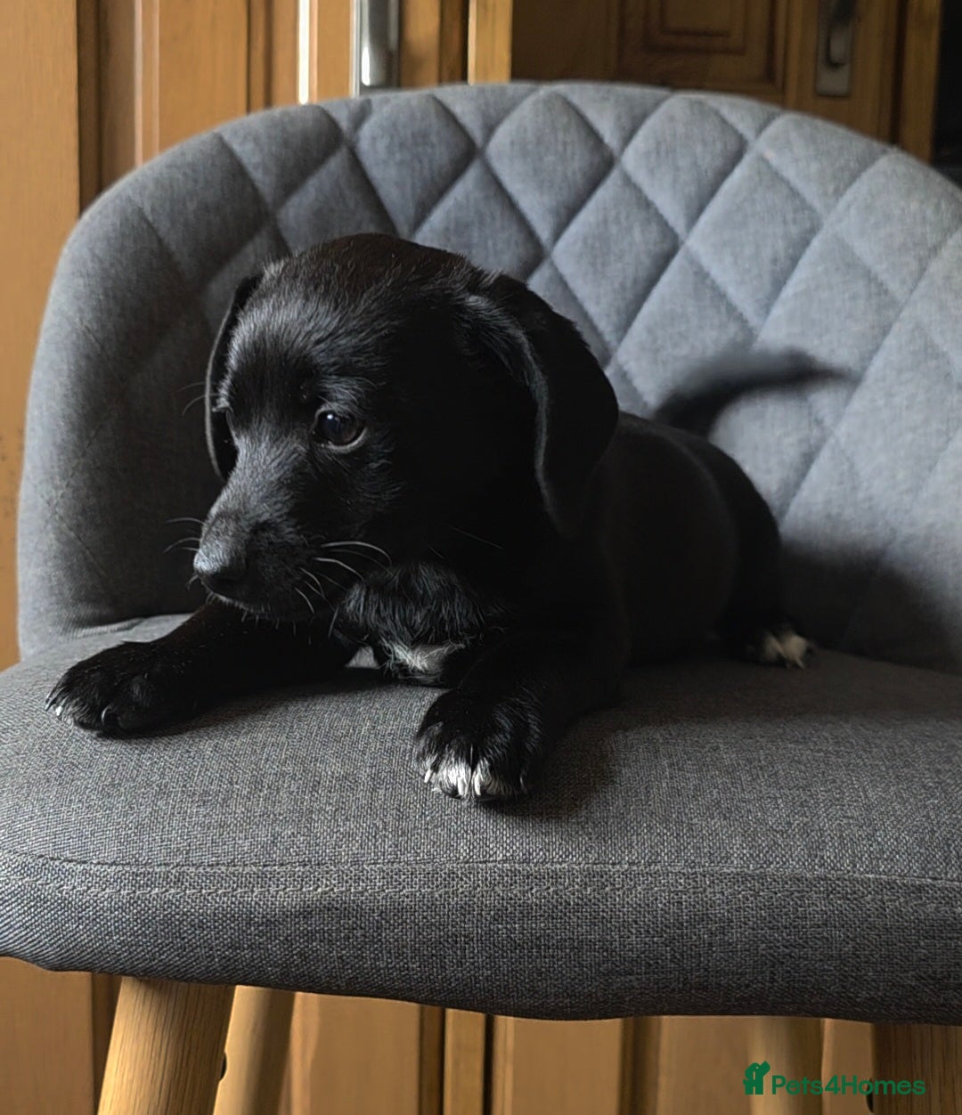 Mixed Breed dogs for sale: F1 Dachshund x Jack Russell  - Image 12