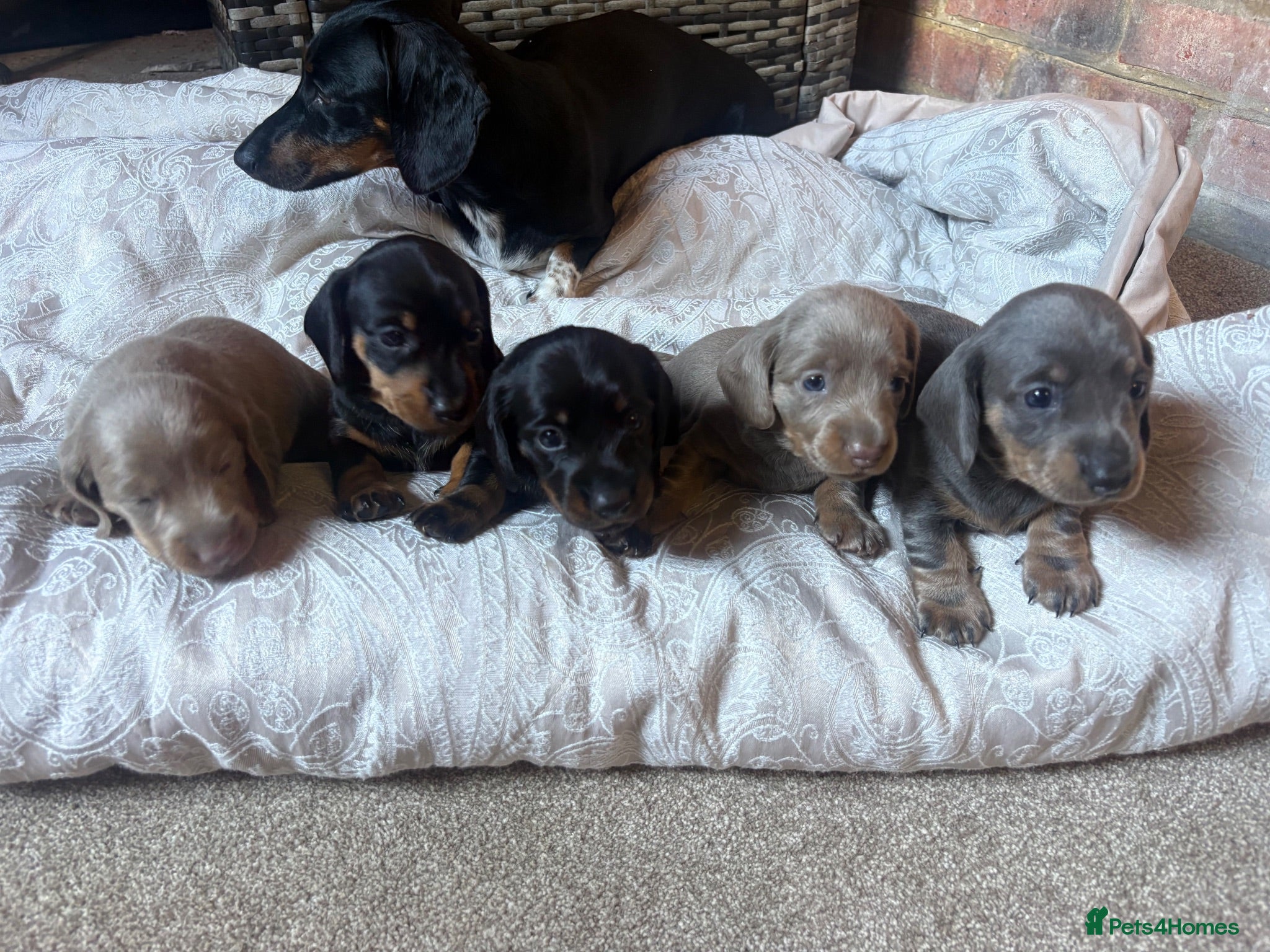 Miniature Dachshund dogs Beautiful Miniature Dachshund Puppies 🐾❤️ - Advert 2