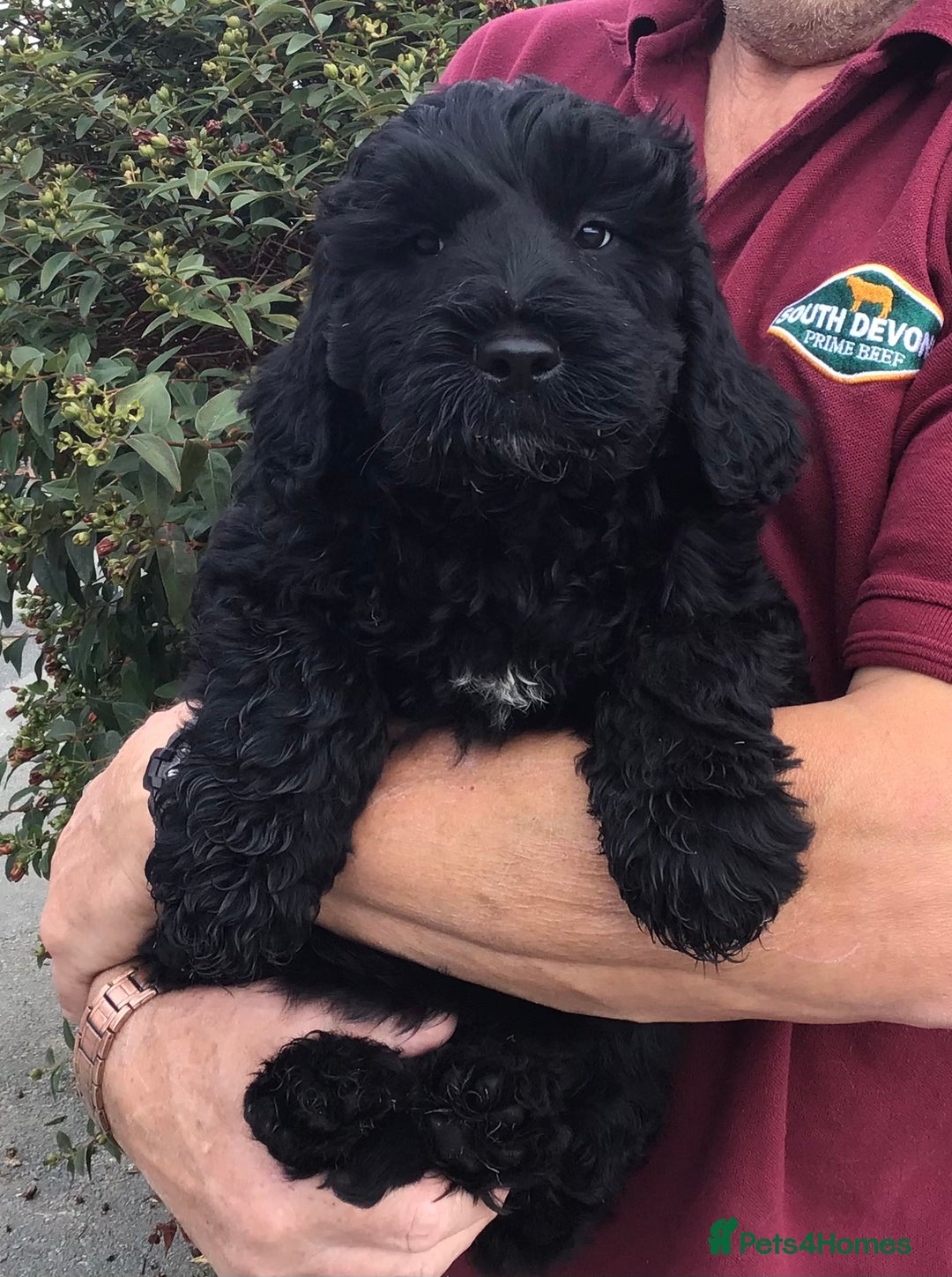 Miniature Poodle dogs for stud: STUNNING KC MINI HEALTH TESTED POODLE STUD - Advert 5