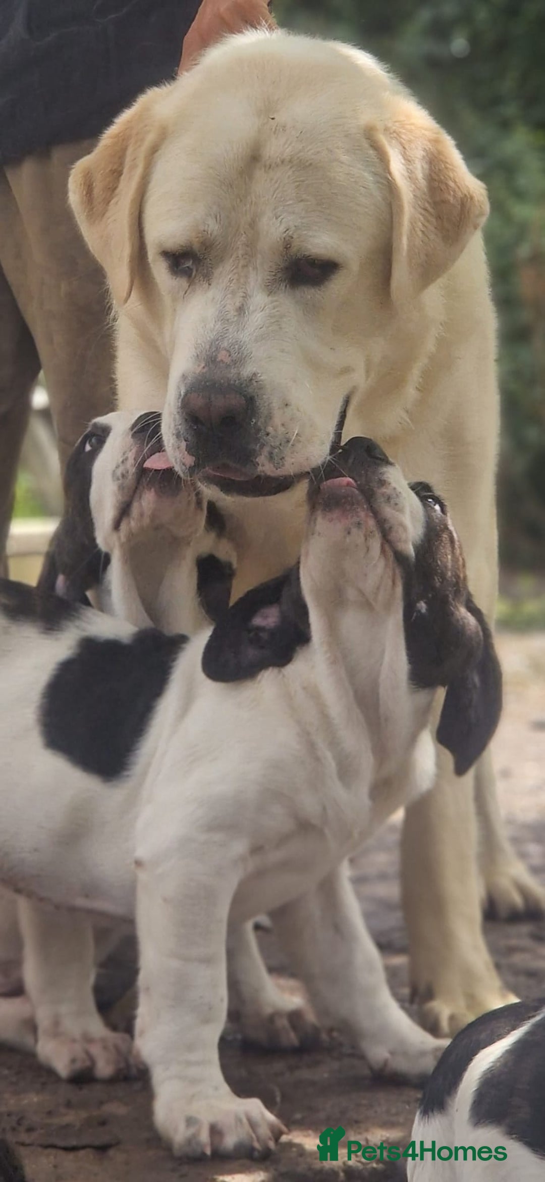 Central Asian Shepherd dogs for sale: Beautiful Alabai Mastiff puppies  in Pulborough - Image 10