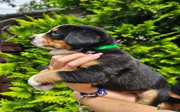 Entlebucher Mountain Dog dogs for sale: Entlebucher Mountain Dog - Image 26