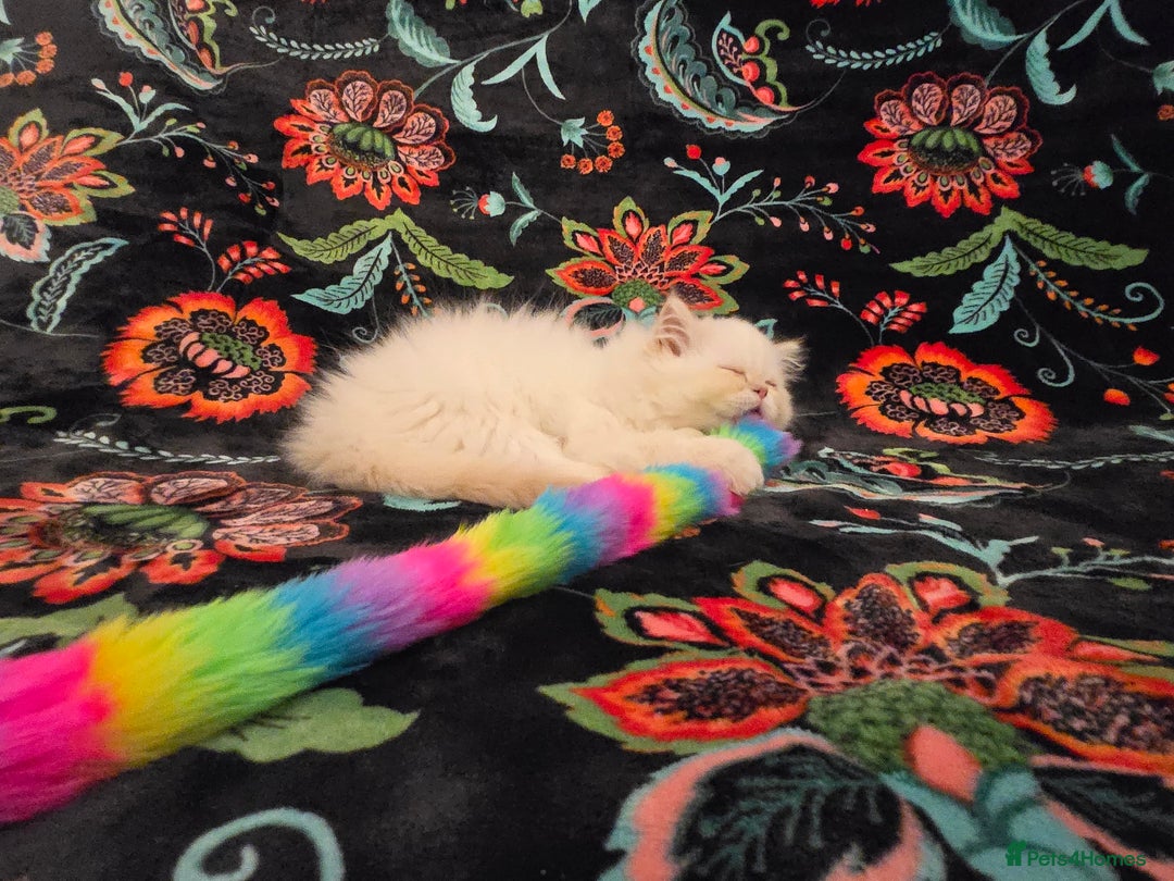 Persian cats for sale: Persian Kittens  - Image 14