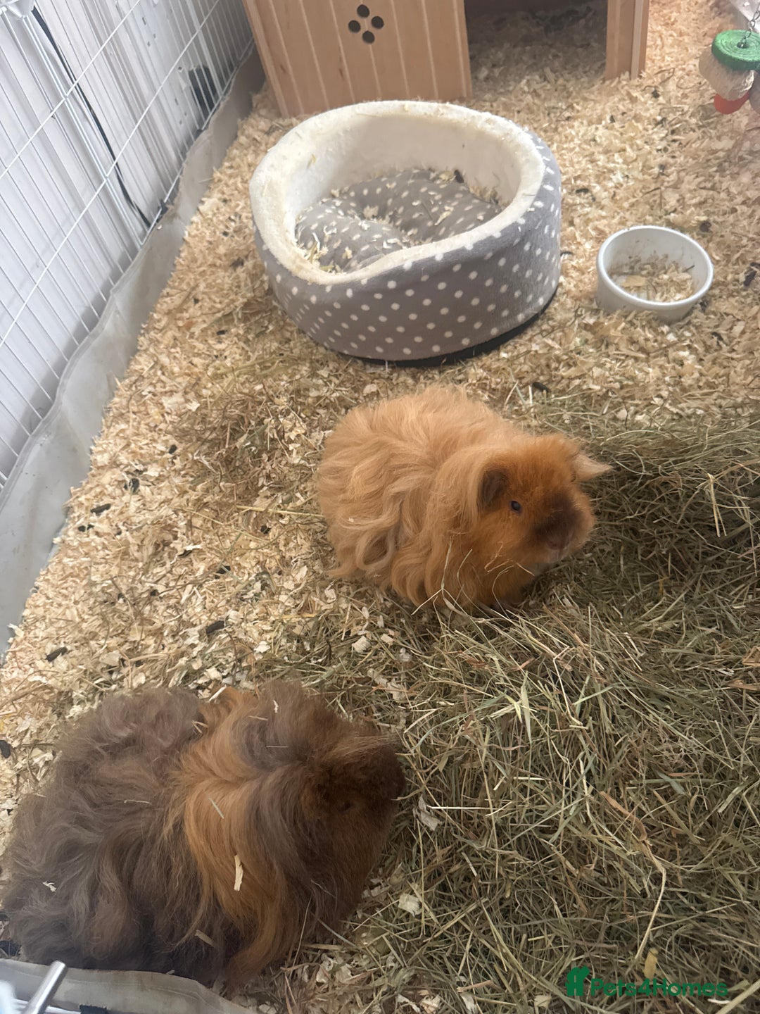 Guinea Pig rodents for sale: 2 male Teddy guinea pigs and all accessories  in Macclesfield - Image 3