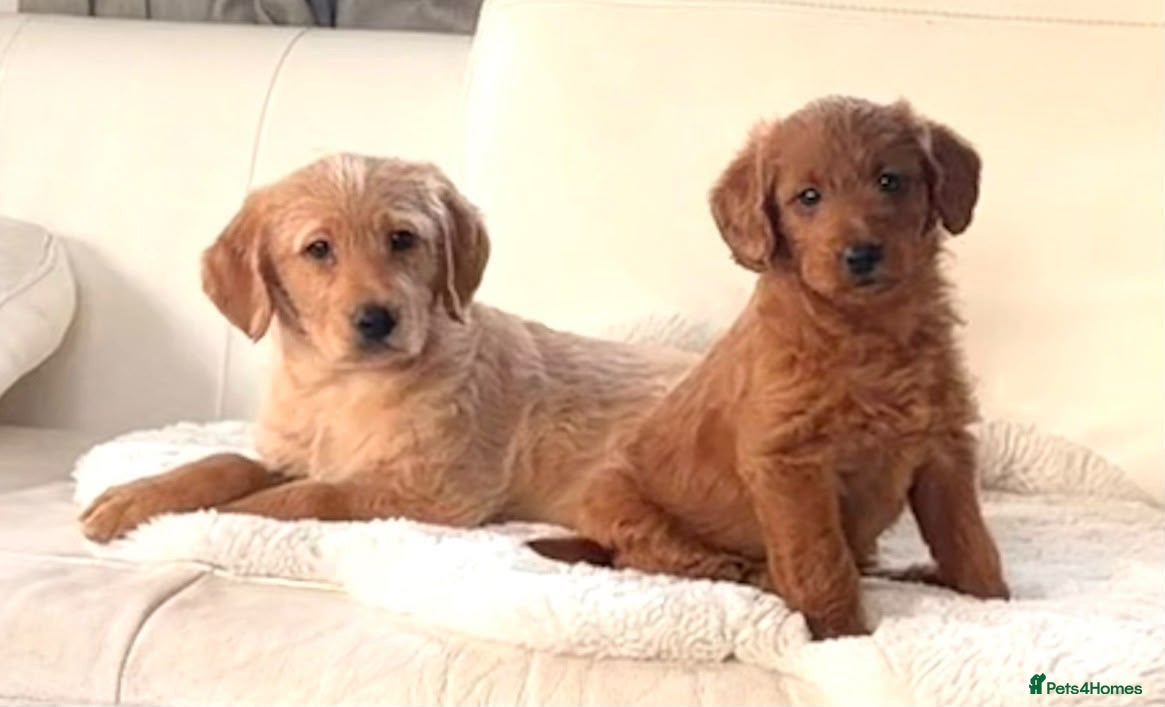 Labradoodle dogs for sale: F1 miniature Labradoodles  - Advert 1