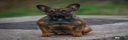 French Bulldog dogs for sale: French Bulldog Gorgeous Colours Available - Advert 2