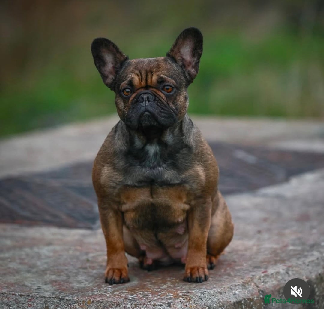 French Bulldog dogs for sale: French Bulldog Gorgeous Colours Available - Advert 2