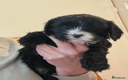 Cavapoo dogs for sale: Beautiful cavapoo puppies  - Image 8