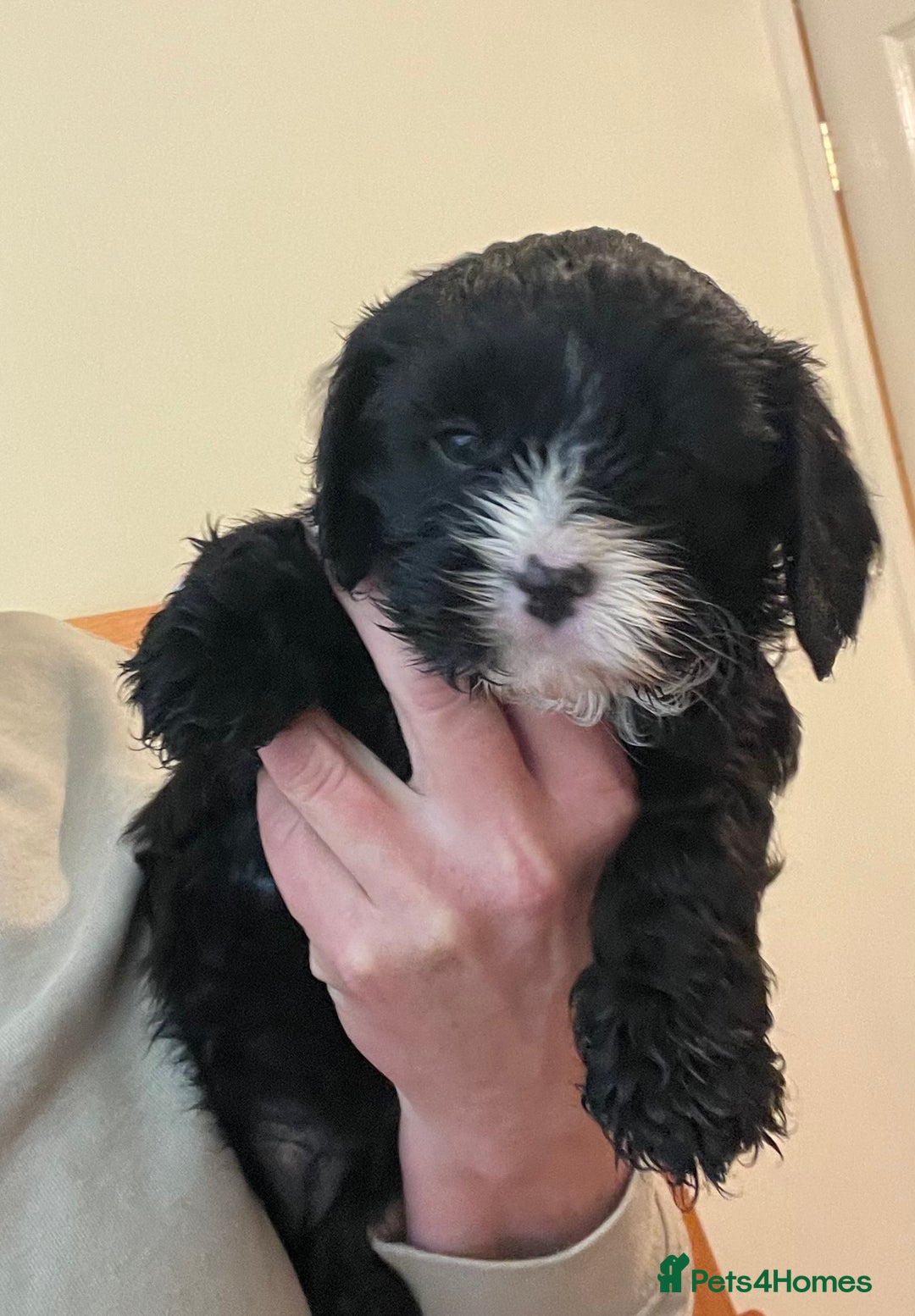 Cavapoo dogs for sale: Beautiful cavapoo puppies  - Image 8