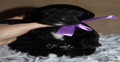 Goldendoodle dogs F1 Goldendoodle black Puppies - Advert 4