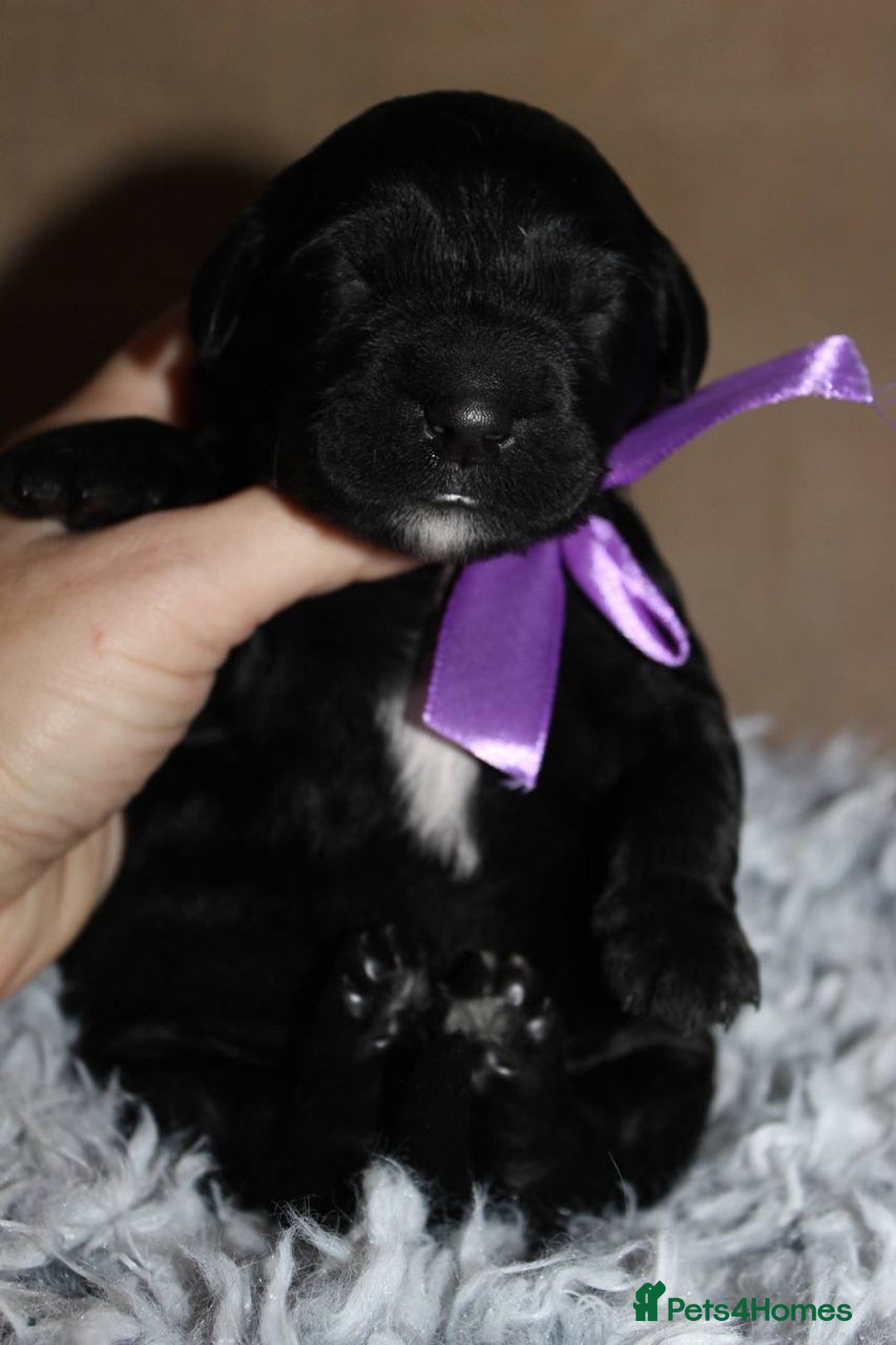 Goldendoodle dogs for sale: F1 Goldendoodle black Puppies - Advert 22