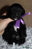 Goldendoodle dogs F1 Goldendoodle black Puppies - Advert 3