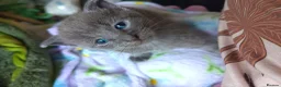 Mixed Breed cats for sale: Beautiful grey female kitten  - Advert 6