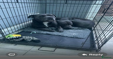 Staffordshire Bull Terrier dogs - Advert 6
