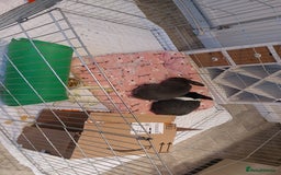 English rabbits for sale: Female and Male 4 Year Old Rabbits With Full Setup - Image 4