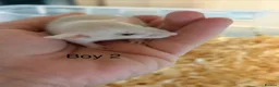 Rat rodents for sale: Mixed sex dwarf Dumbo Rats - Advert 4