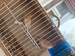 Canaries birds 2 orange and white canaries - Advert 1