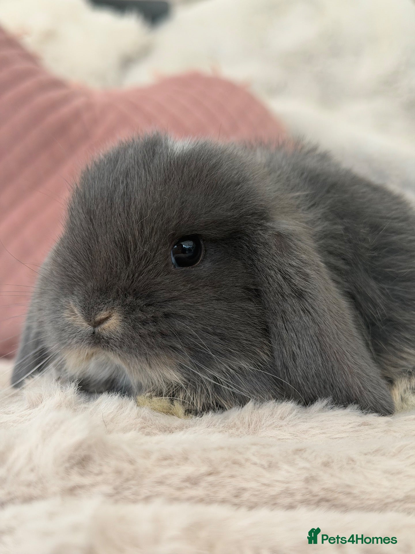 Mini Lop rabbits Cute Blue Mini Lop Babies  - Advert 1