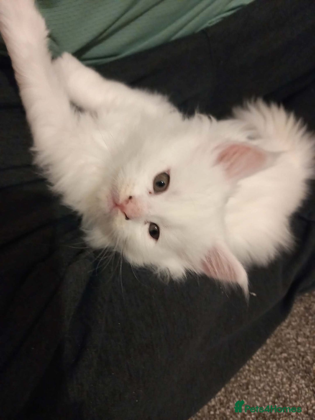 Maine Coon cats for sale: Maine coon kittens for sale - Advert 13