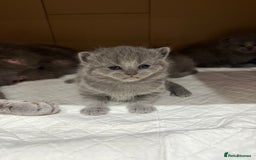 Scottish Fold cats for sale: Scottish fold  - Image 14
