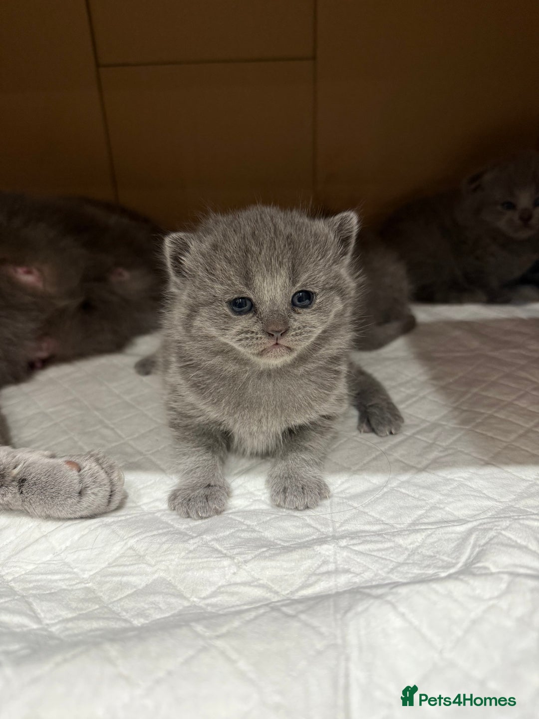Scottish Fold cats for sale: Scottish fold  - Image 14
