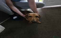 Mixed Breed dogs for sale: Cute Females and Male Dachshunds x Pug for sale  - Image 7
