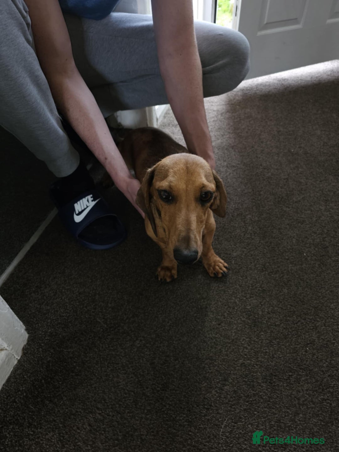 Mixed Breed dogs for sale: Cute Females and Male Dachshunds x Pug for sale  - Image 7