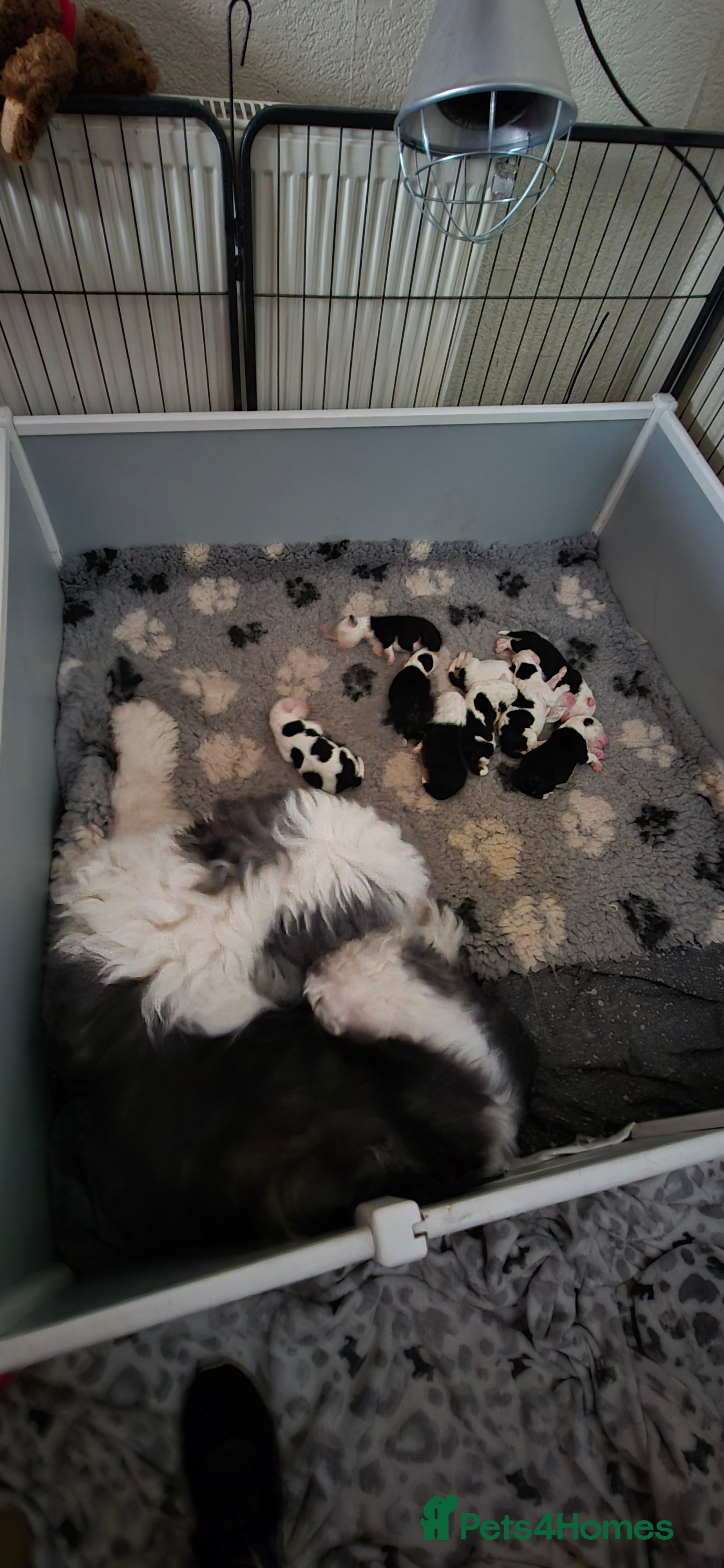 Old English Sheepdog dogs Old English Sheepdog Puppies  - Advert 1