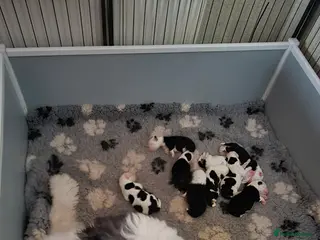 Old English Sheepdog dogs Old English Sheepdog Puppies - Advert 8