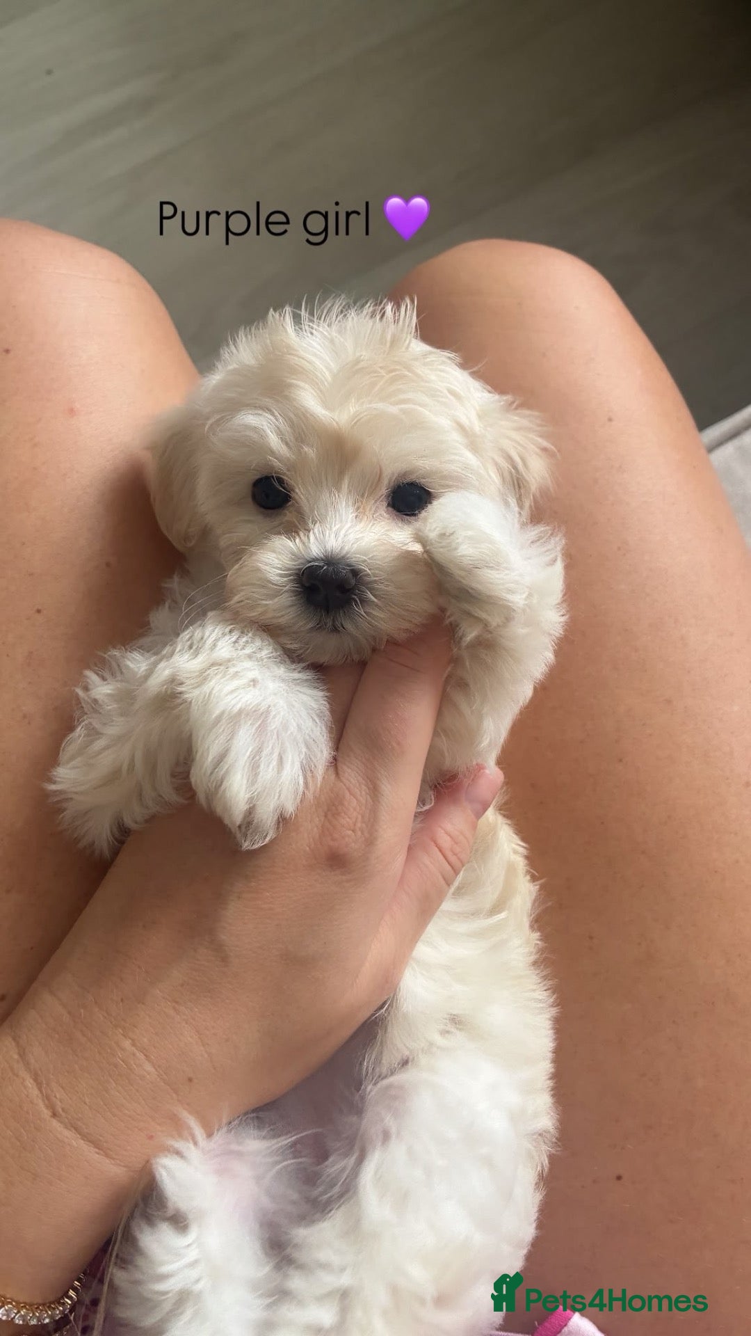Maltipoo dogs F1 Maltipoo babies KC reg parents - Advert 2
