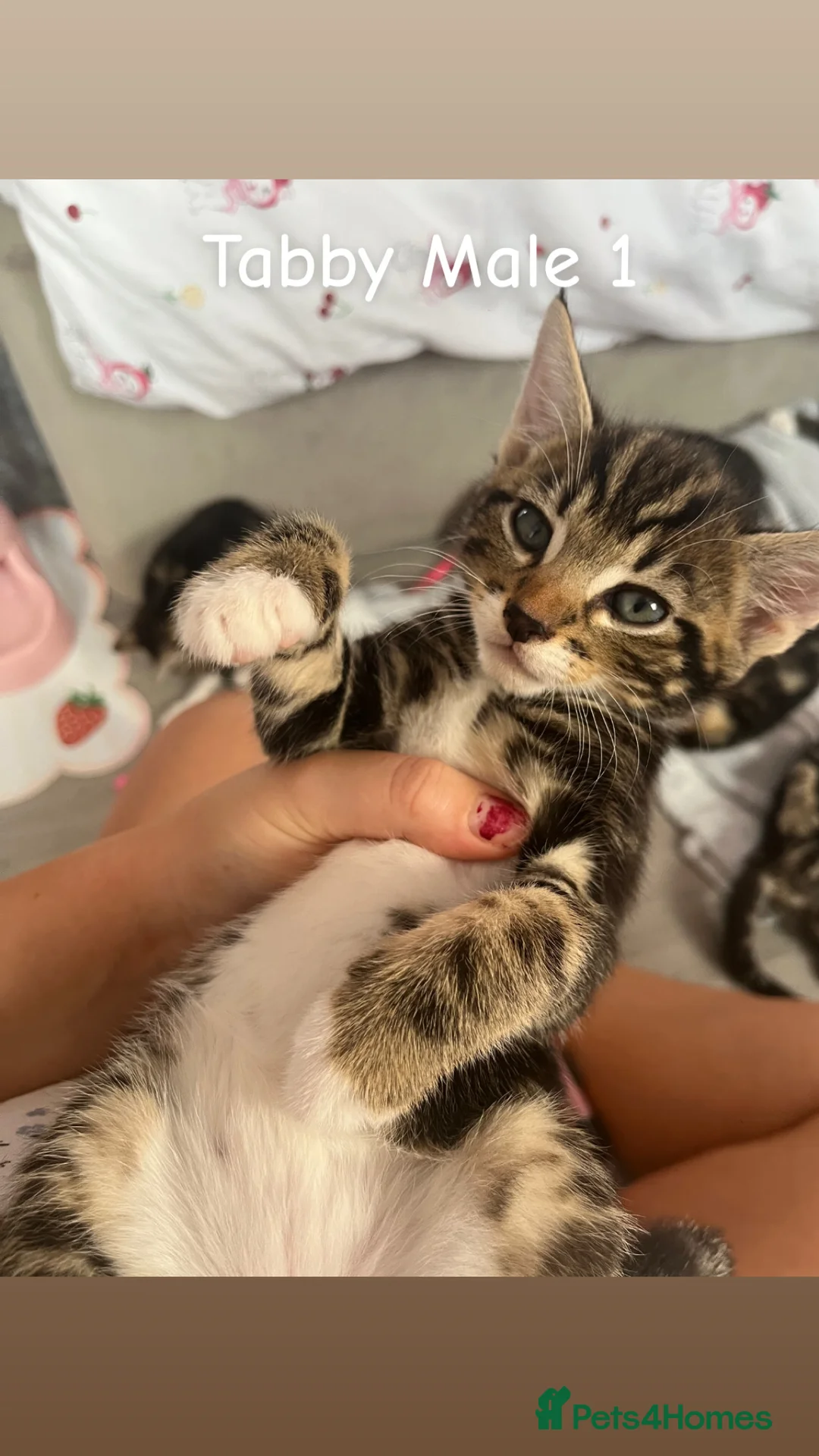 Domestic Shorthair cats for sale: 3 Kittens In need of a home🐱 - Advert 2