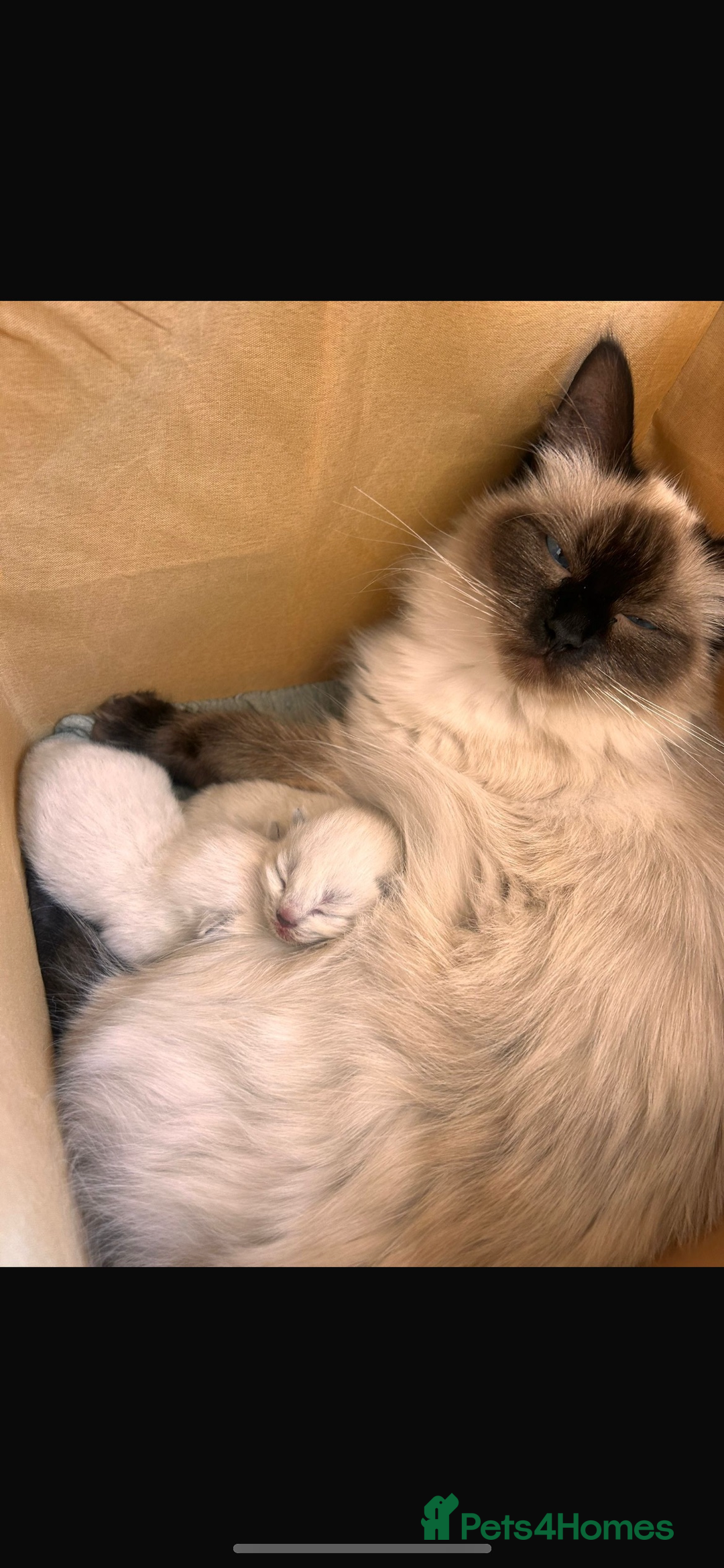 Ragdoll cats for sale: Beautiful baby Ragdolls ~ champion lines  - Image 5