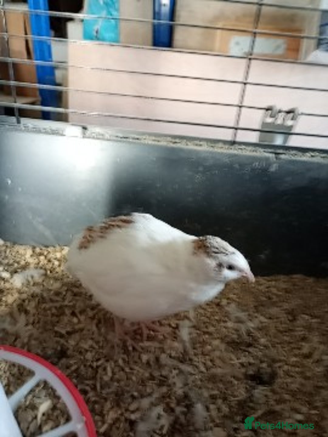 Quail poultry for sale: Quail cockrells 10 week - Image 4