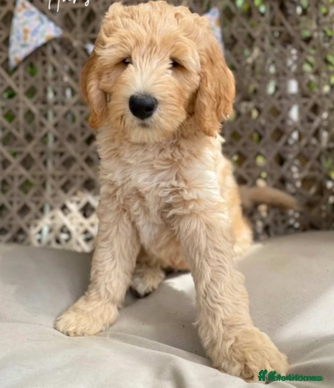 Labradoodle dogs for stud: Australian Labradoodle Stud (Health Tested) in Great Yarmouth - Advert 17