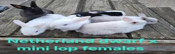 Mixed Breed rabbits for sale: Stunning selection of rabbits - Advert 6