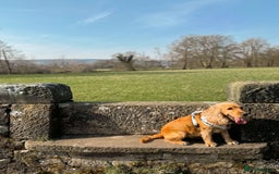 Cocker Spaniel dogs for sale: Lovely 3 year old Golden Cocker Spaniel  - Image 4