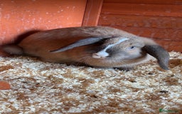 Mini Lop rabbits for sale: Male mini lop  - Image 16
