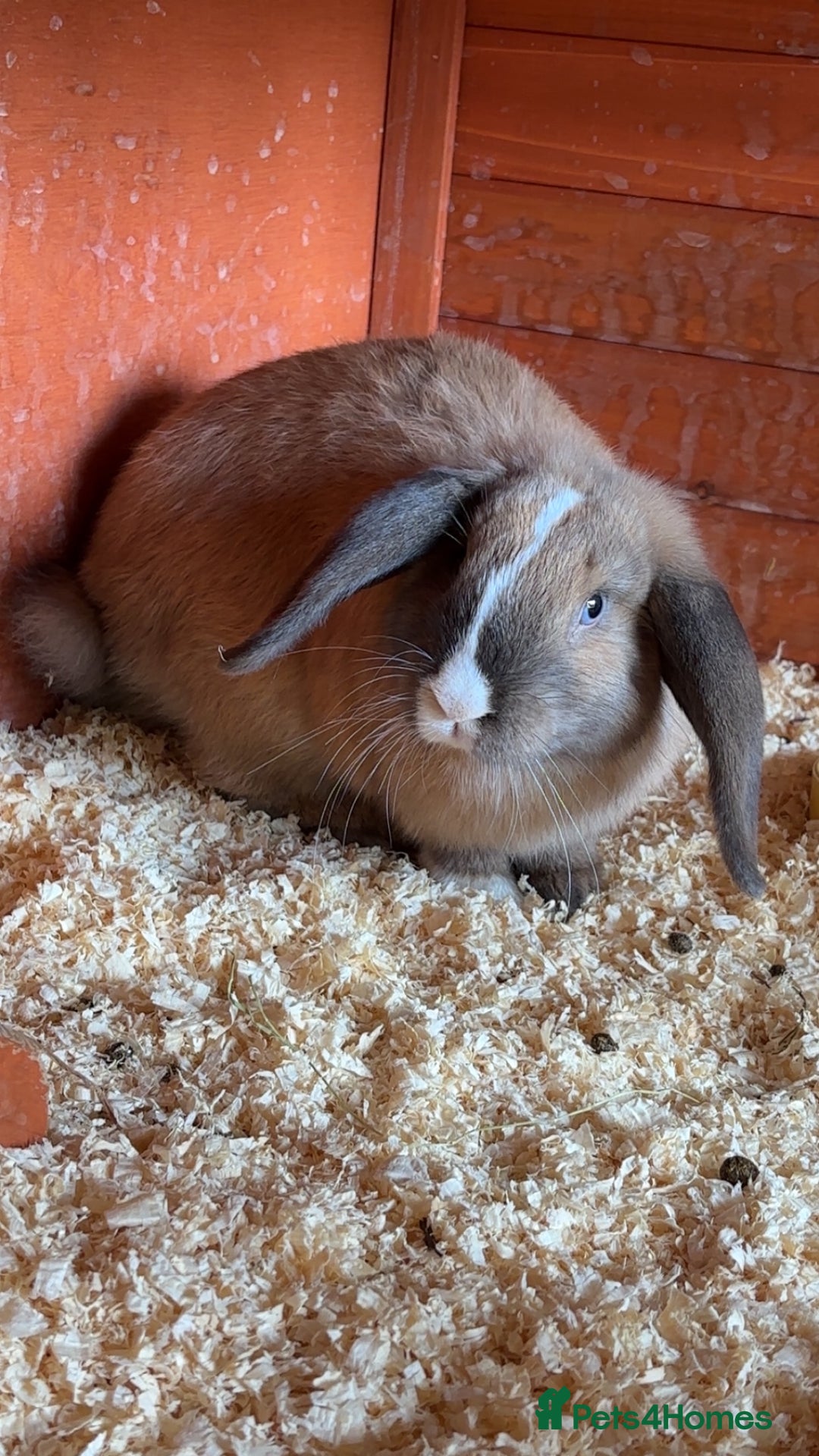 Mini Lop rabbits for sale: Male mini lop  - Image 16