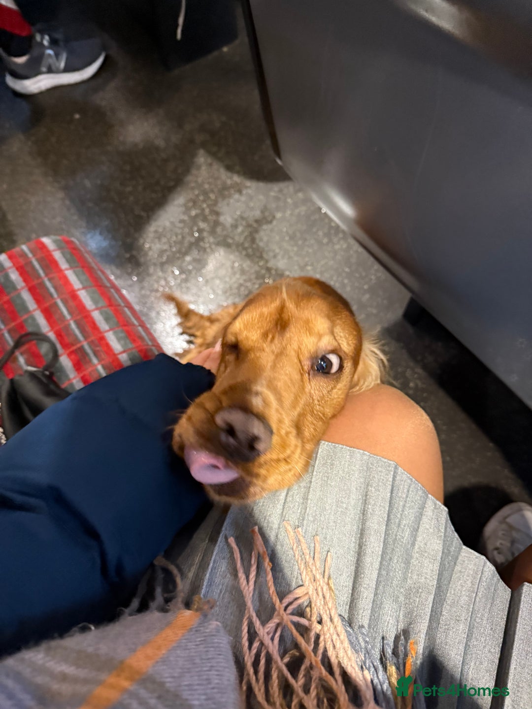 Cocker Spaniel dogs for sale: (Almost) 2 Year Old Cocker Spaniel Boy 🩵 - Advert 17